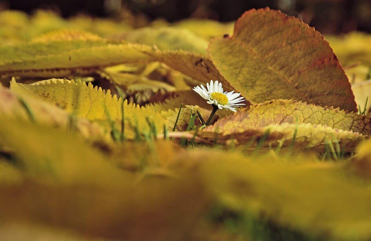 단풍-사진