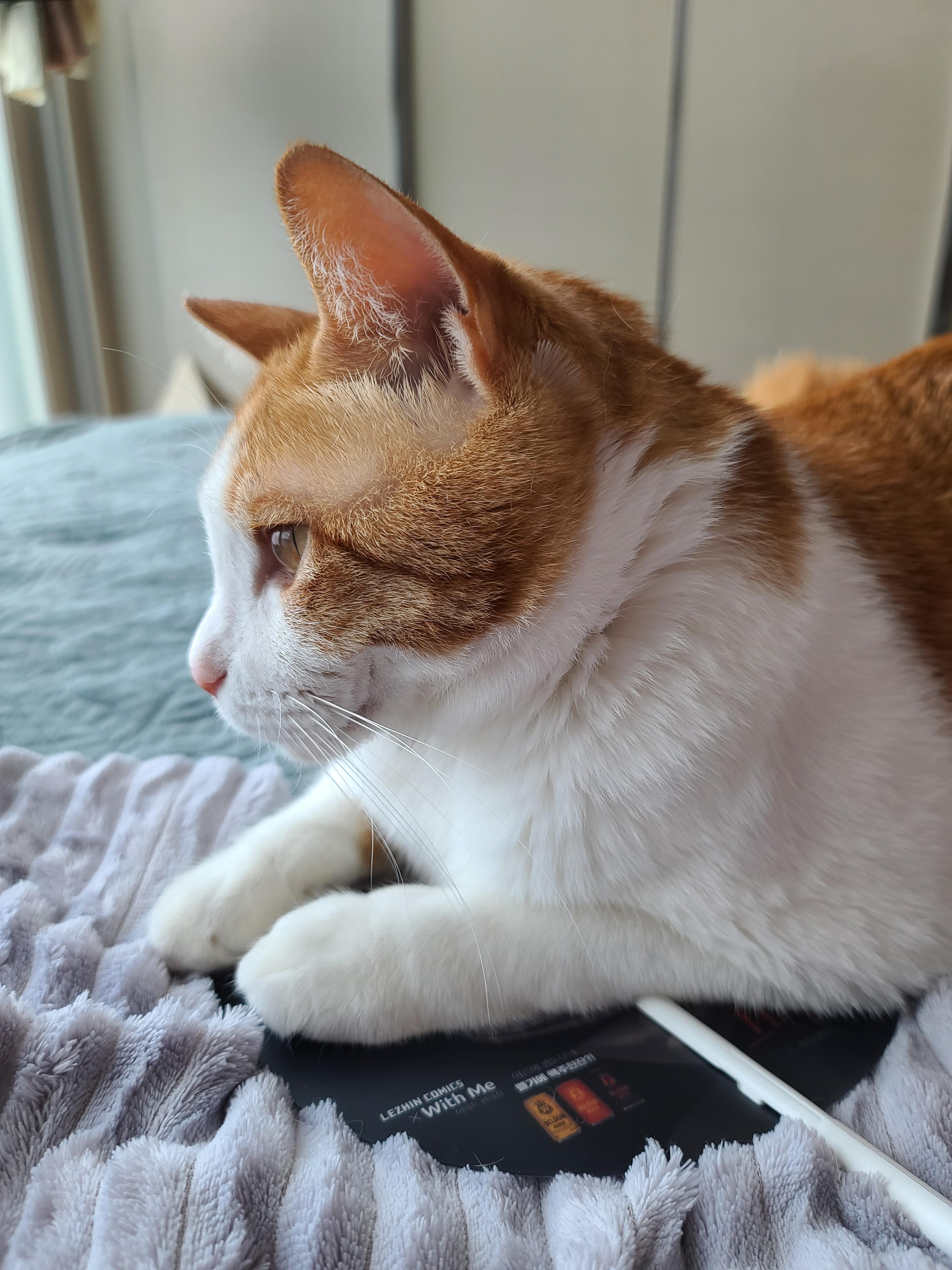 뭐라도 깔고 앉아야 하는 그 동물. 고양이.