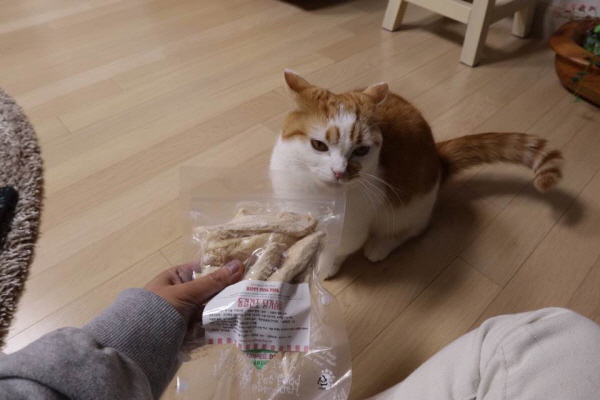 고양이간식