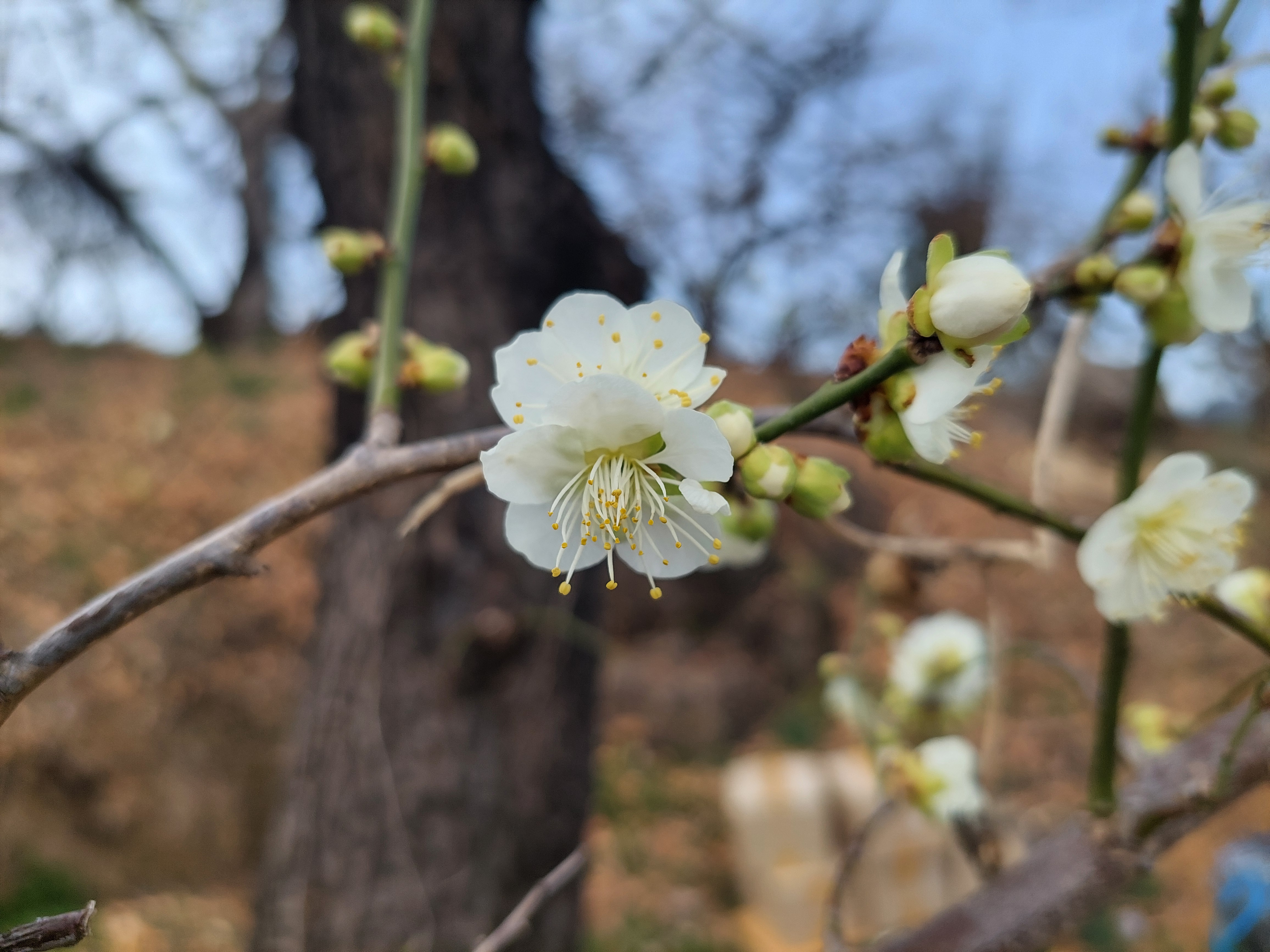 쫓비산
