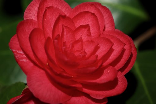 동백꽃 주꾸미 축제