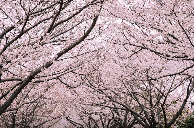 삼락 벚꽃축제1