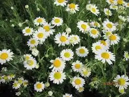 다년생 향기로운 꽃의 마법