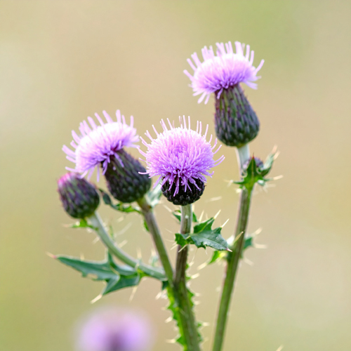 항산화 효과가 뛰어나 건강기능식품으로 각광
