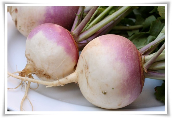 8월에 심기 좋은 텃밭 작물, 풍성한 수확을 위한 최고의 작물 추천