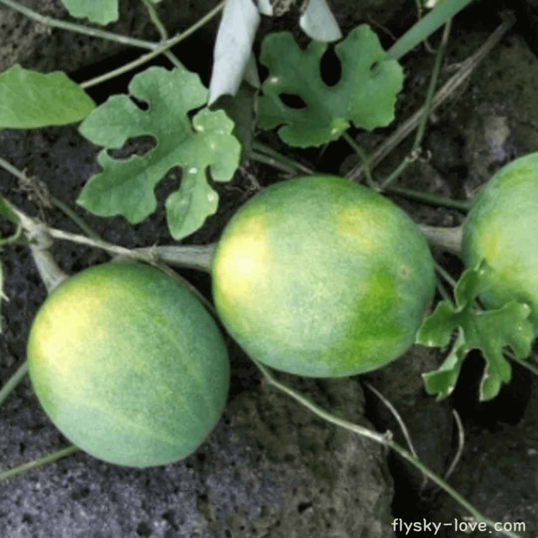 하늘타리 활용법