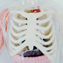 갈비뼈 골절 치료 기간과 회복 방법|병원 진료가 꼭 필요한 증상은?