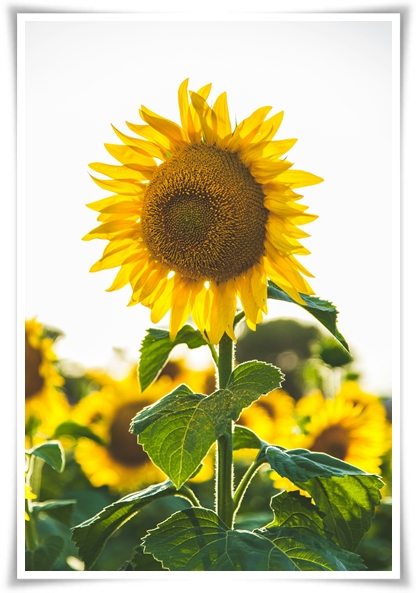 여름의 상징 희망과 사랑의 꽃 &quot;해바라기&quot;