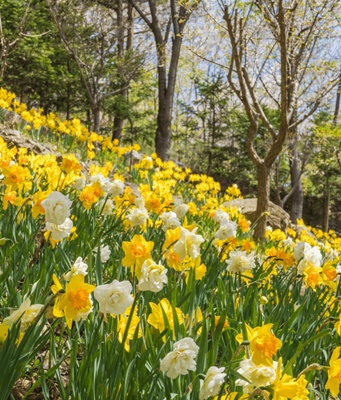 화담숲 벚꽃 모노레일