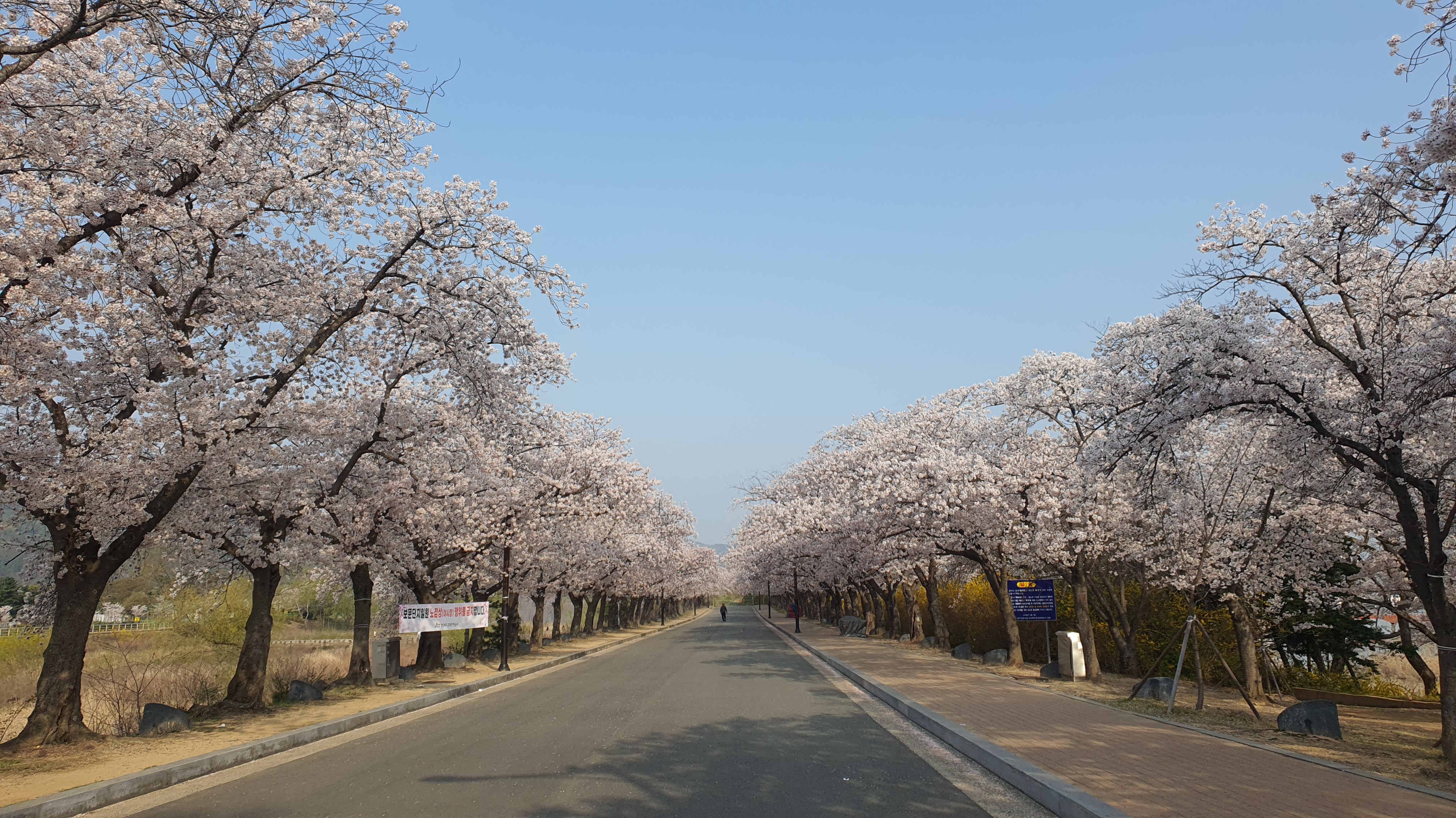 경주 보문관광단지 벚꽃