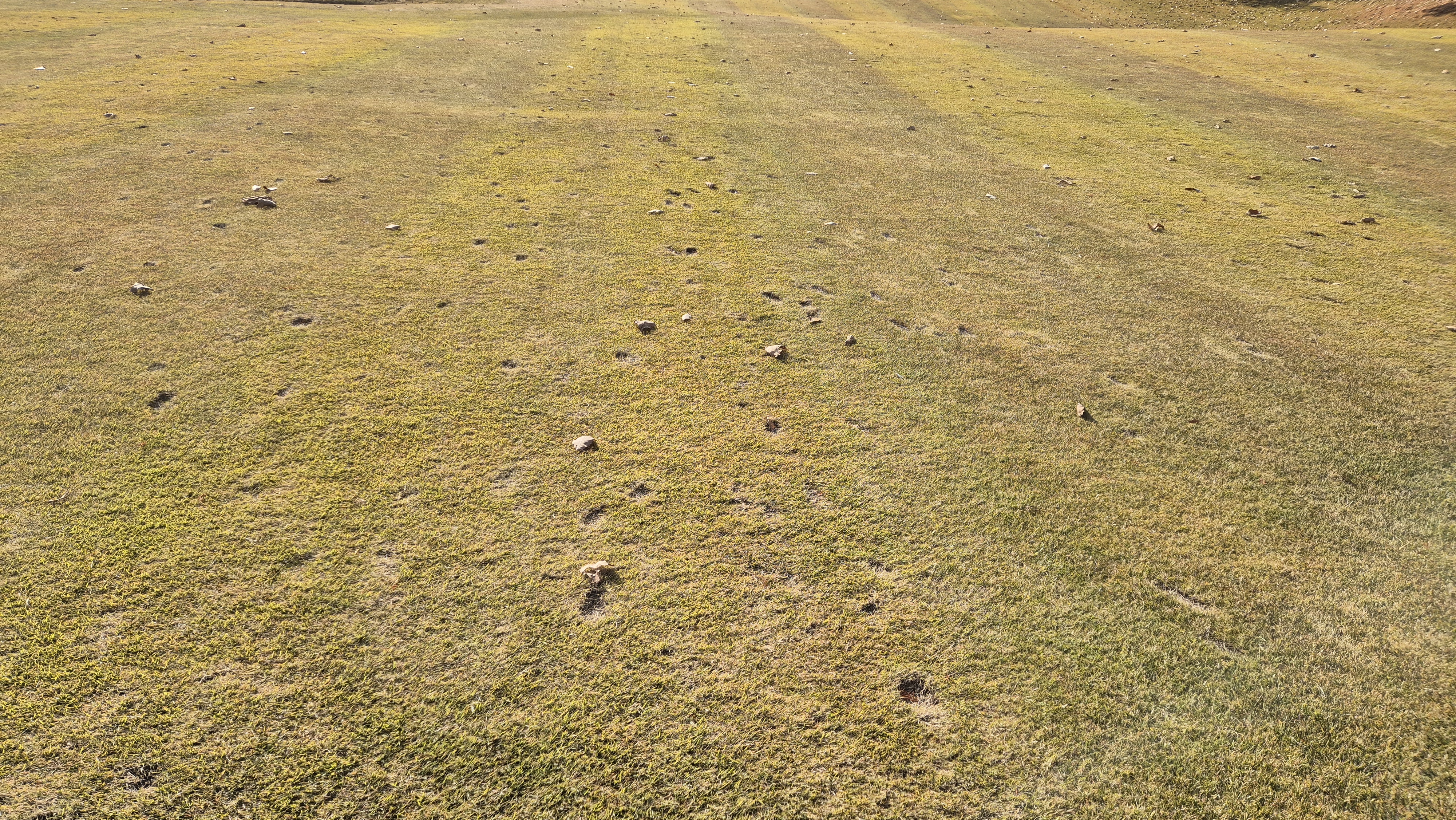 올데이 떼제베cc 가람-누리(서-남) 코스관리상태