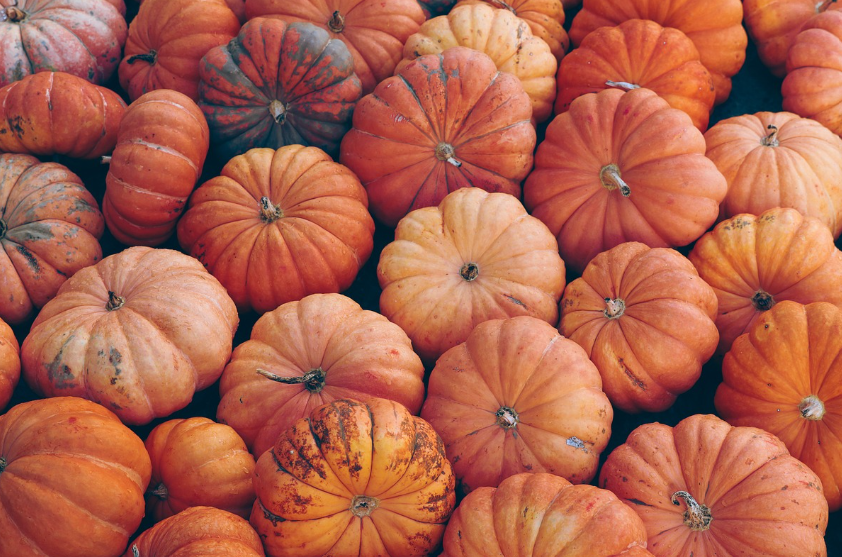 호박 관련 사진