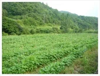 호밀 재배 가을 파종 추위 강함 사료용 수확_11