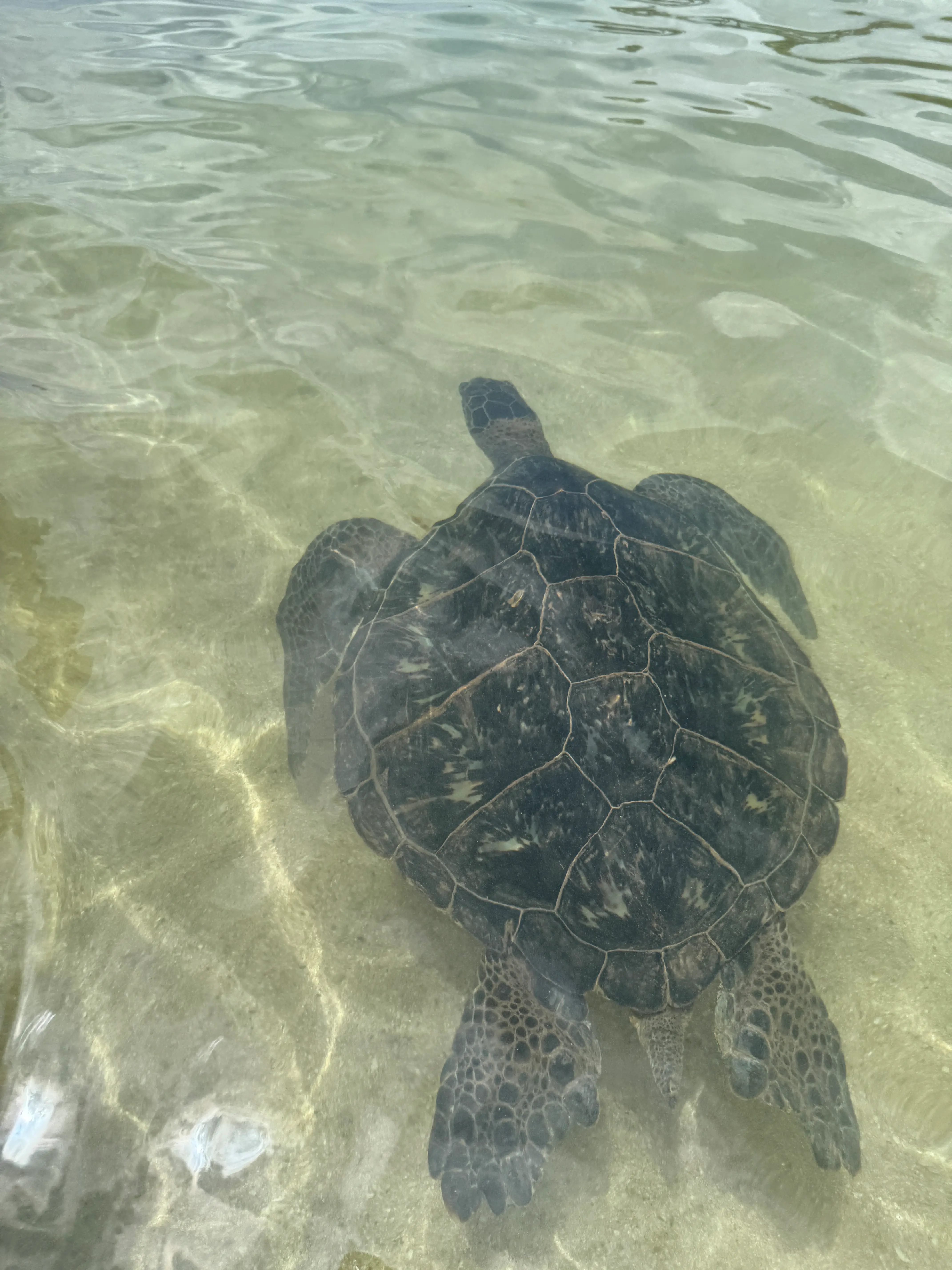 파라다이스코브 비치의 거북이