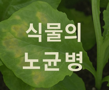 노균병 – 상추, 오이류에 흔한 곰팡이성 병해 사진