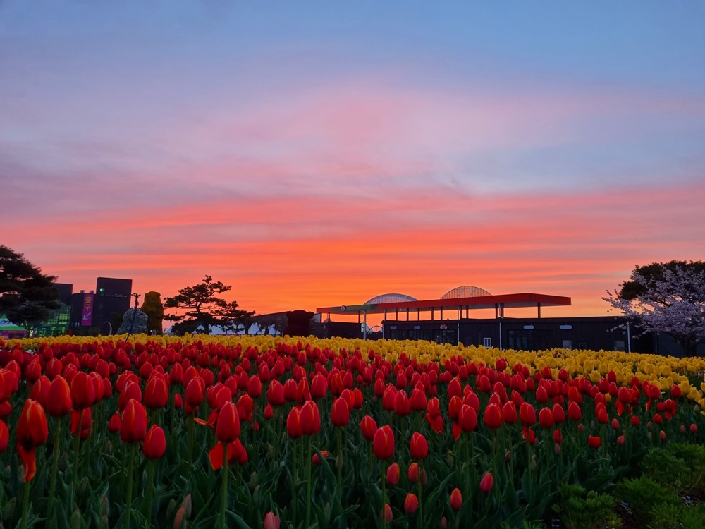 태안 튤립축제
