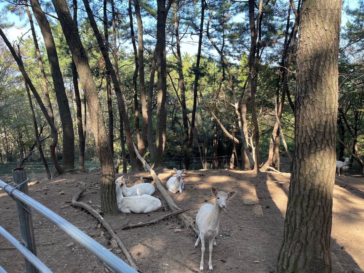 남해 상상양떼목장