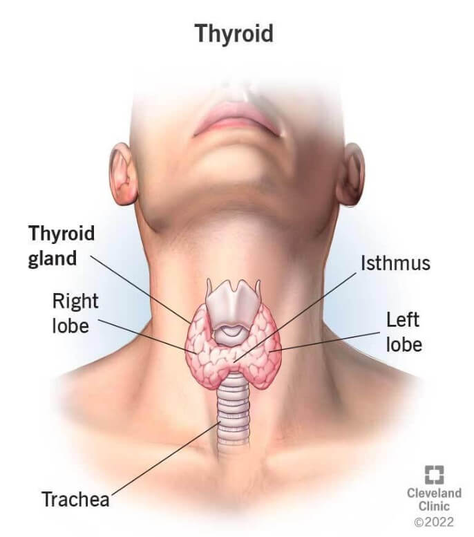 갑상선기능항진증증상