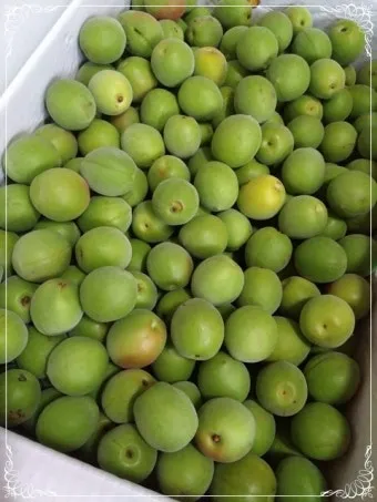 매실 씨 제거 후 매실청 매실장아찌 담그는 실전 방법_14