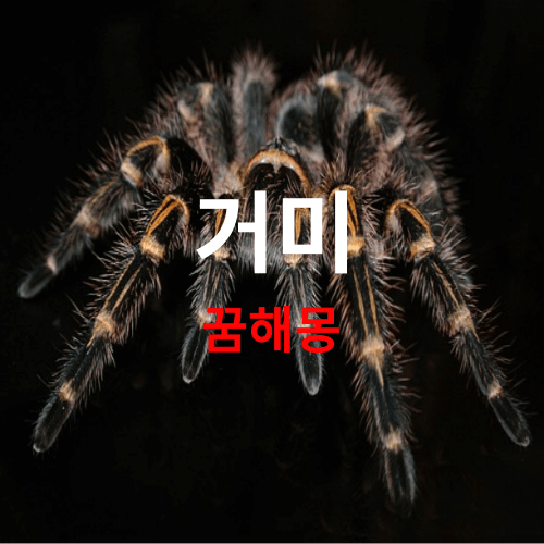 꿈에 거미가 나오면 대박꿈 이네요! (거미꿈 해몽 풀이, 곤충꿈 )