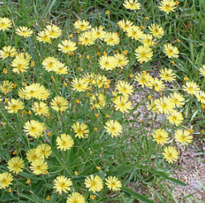 씀바귀 효능과 부작용 먹는법 고르는법