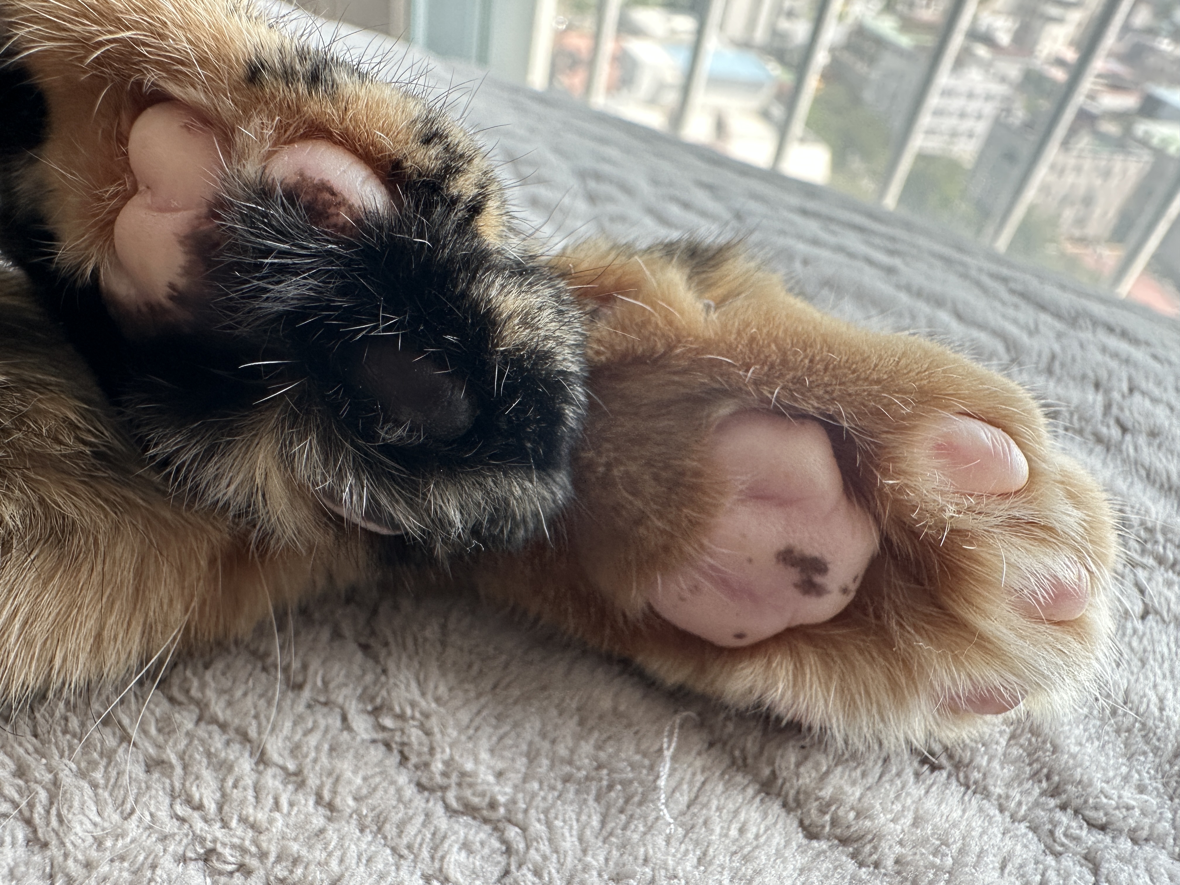 침대 위에서 찜질하는 카오스 사랑이 (feat. 자동차 엔진룸 노크, 시동 건 후 바로 출발하지 않기)