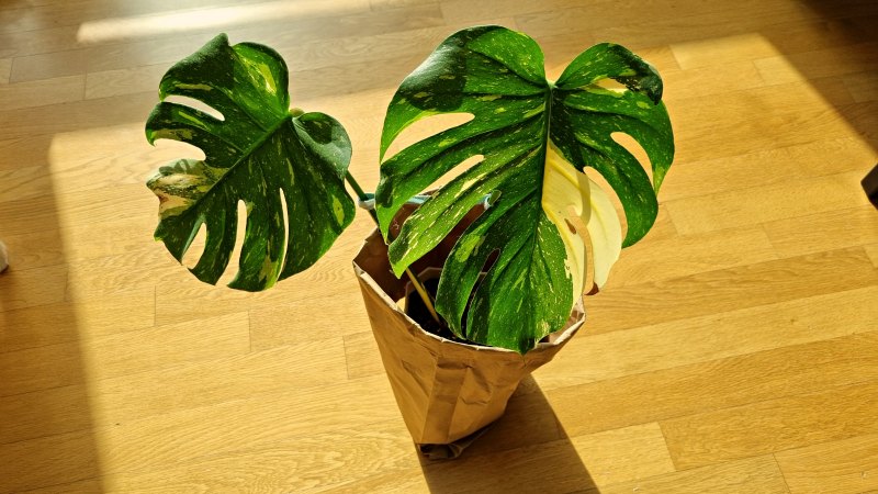 몬스테라 화분 포장