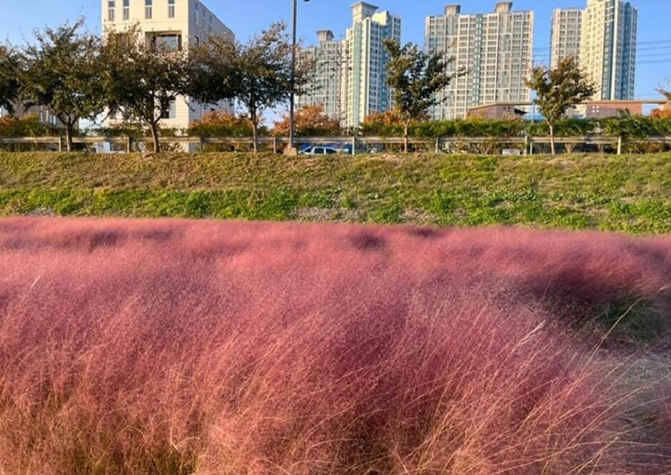 형산강-장미원