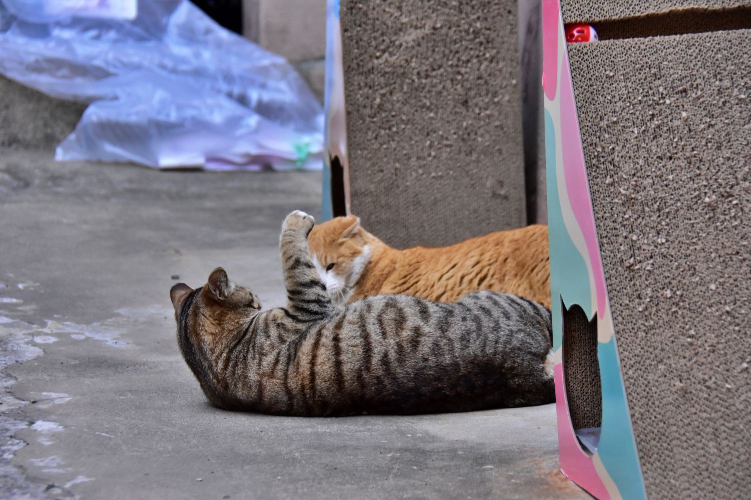 서감마을에서 본 고양이