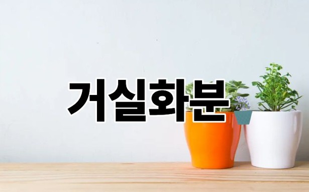 거실화분