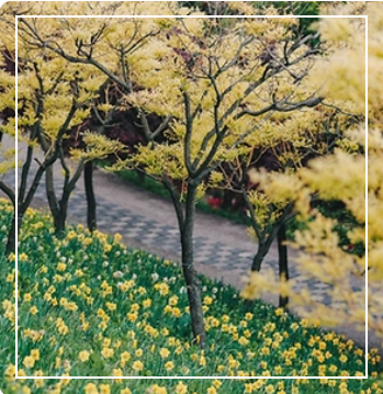 피나클랜드 튤립길 이미지 출처: 피나클랜드 홈페이지