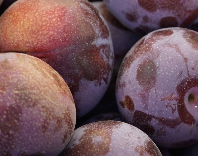 푸룬 건자두 효능 부작용