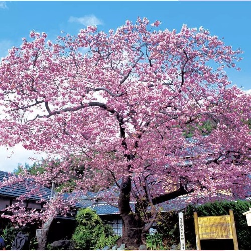 일본 벚꽃 나무