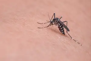 가을 모기 사진