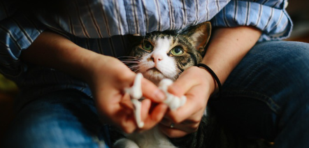 안아진 고양이.