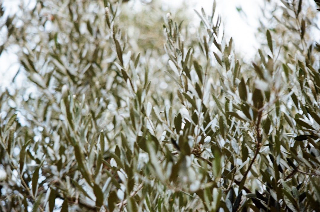 Olive
