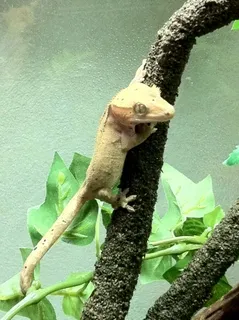 초등학생 생일선물