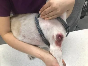 노령견 신부전2기 자연식 화식 레시피 건강식_23