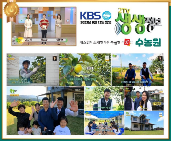 6시 내고향 태추단감 주문 택배 가격 연락처 : 전남 영광 수농원6