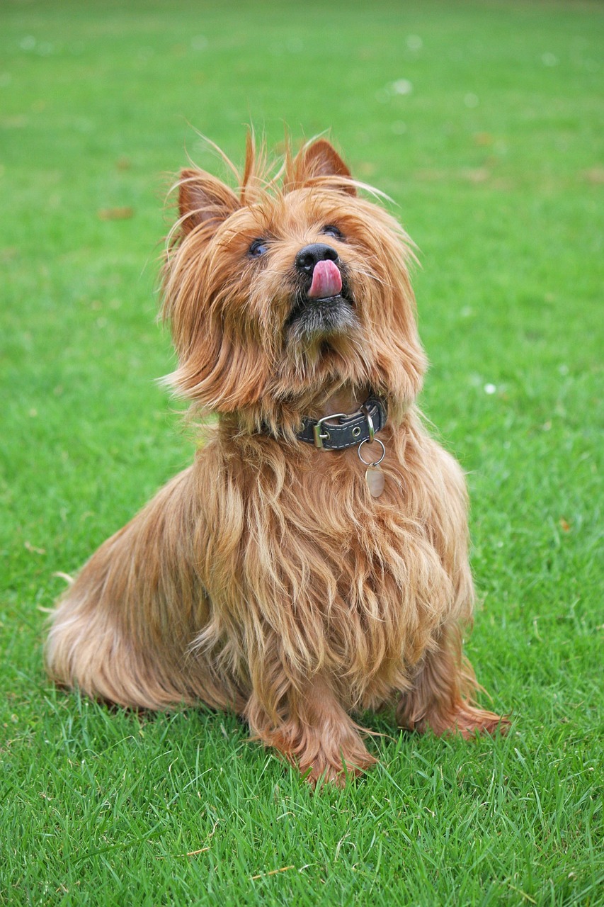 오스트레일리안 테리어(Australian Terrier)4