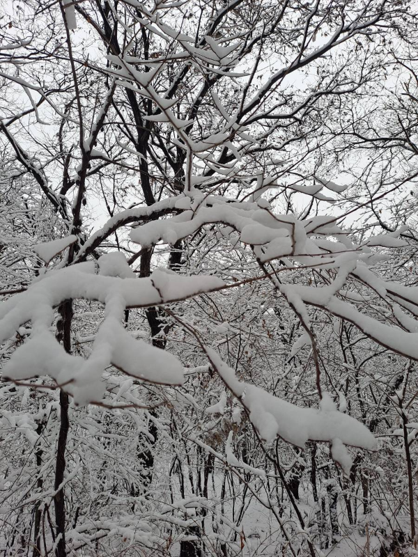 광성보 눈꽃 만발