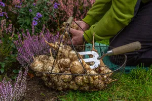 당뇨에-좋은-차