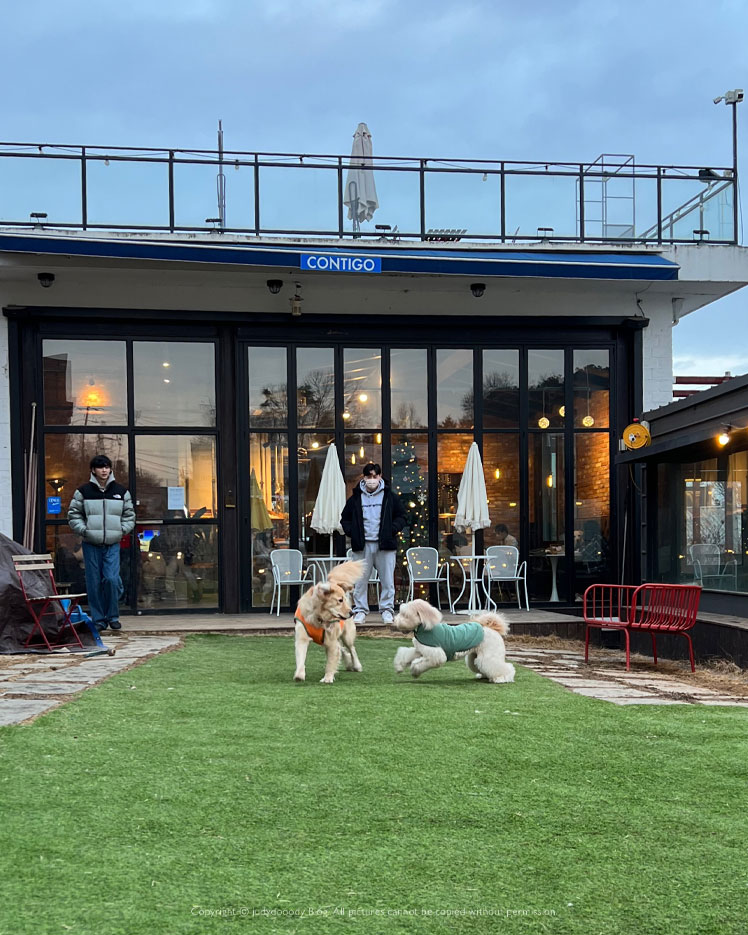 봄날 가기 좋은 잔디마당 카페, 파주애견동반카페