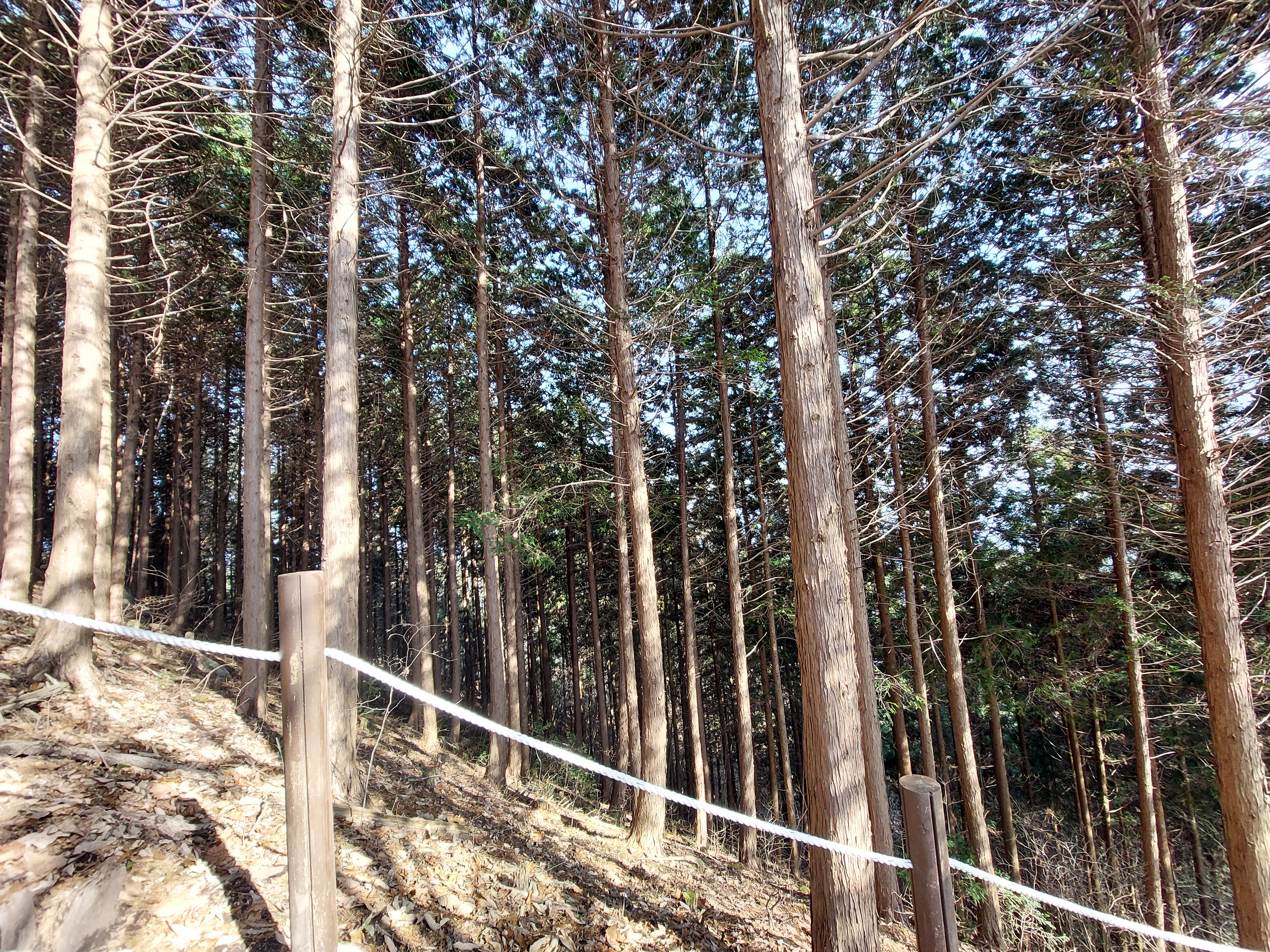 축령산