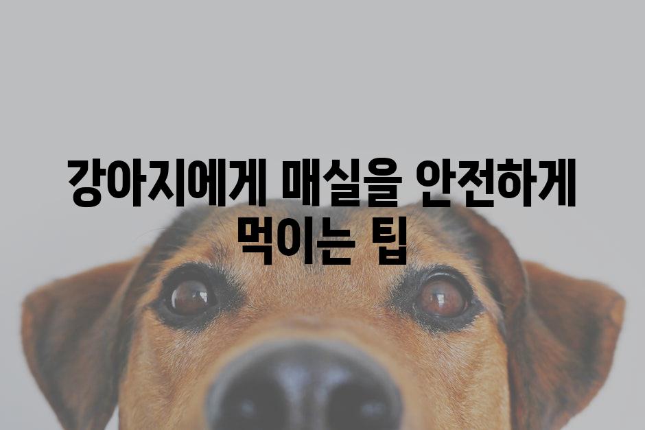 강아지에게 매실을 안전하게 먹이는 팁
