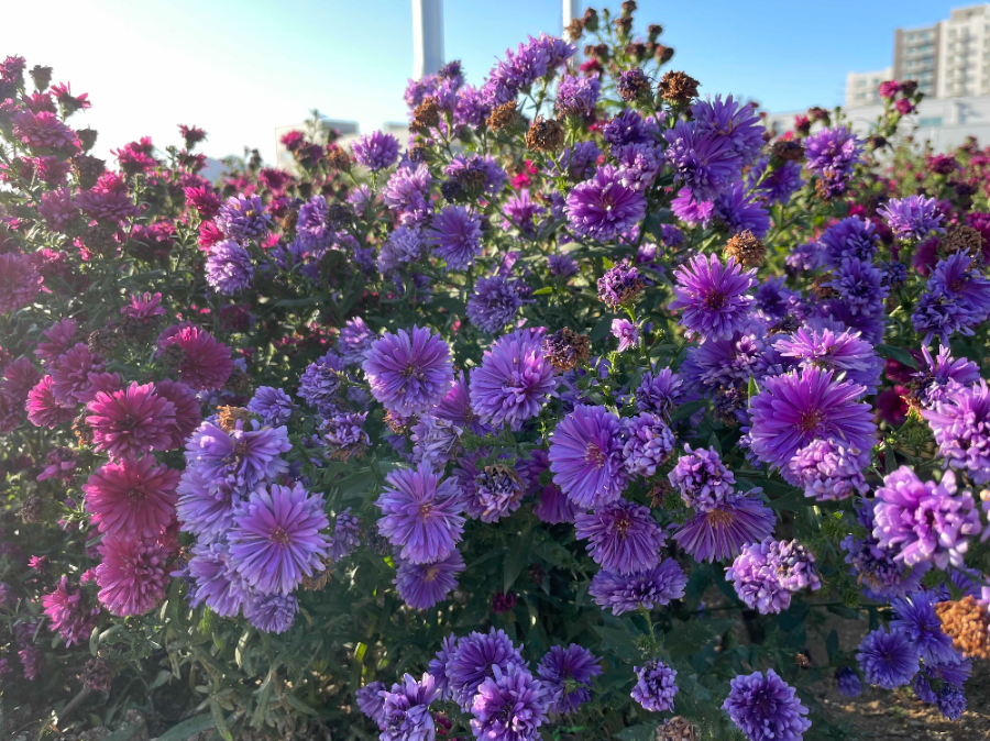 양주 나리농원 꽃 축제