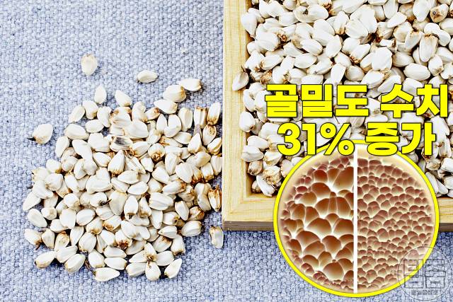 골밀도 높이는 음식 홍화씨 뼈튼튼해지는음식