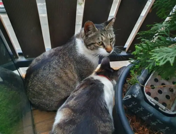 펜스-아래를-내려다보고-있는-고양이-두마리