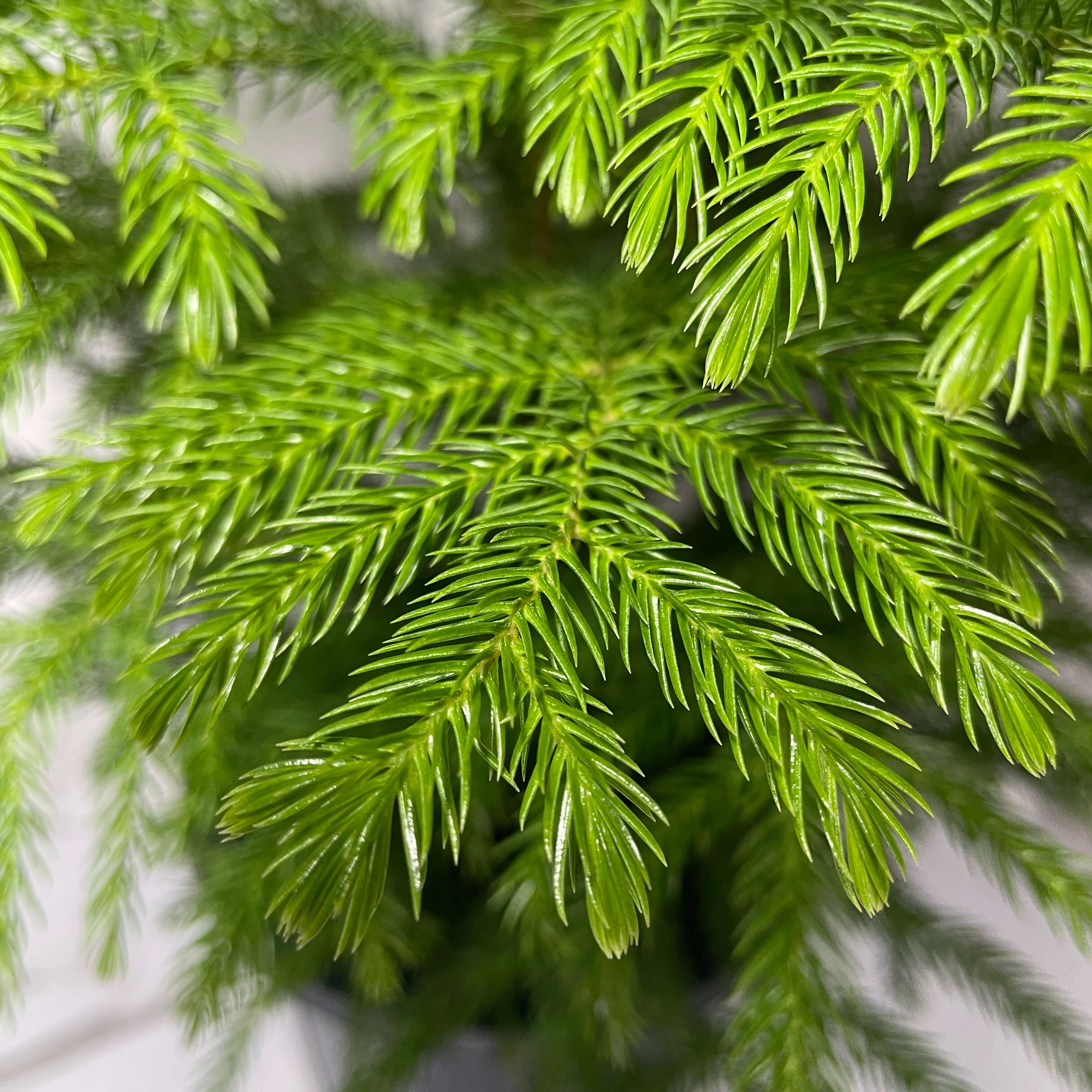 아라우카리아 키우기