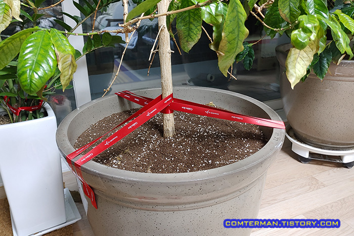 분갈이 후 나무 고정 방법